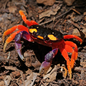 HalloweenMoonCrab