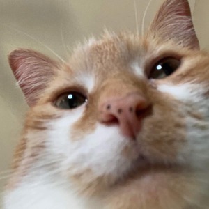 tattmaylor