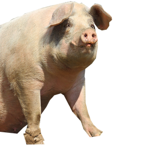 theincrediblelazerpig