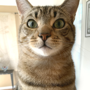verycooltiger
